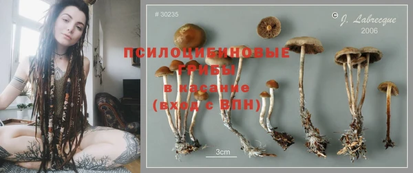 сатива Нефтекумск